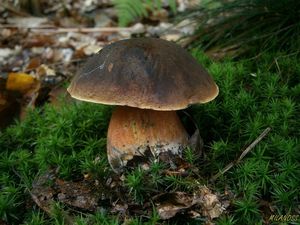 Klikni pro velký obrázek