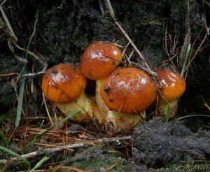 Klikni pro velký obrázek