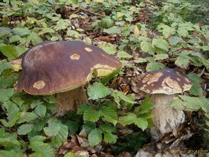 Klikni pro velký obrázek