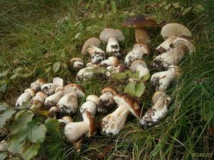 Klikni pro velký obrázek