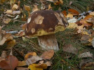 Klikni pro velký obrázek