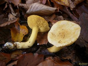 Klikni pro velký obrázek