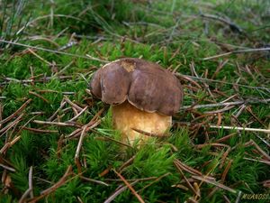 Klikni pro velký obrázek