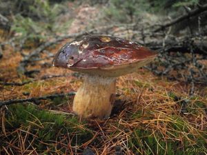 Klikni pro velký obrázek