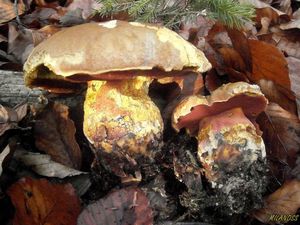 Klikni pro velký obrázek