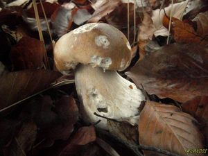 Klikni pro velký obrázek