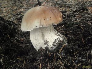 Klikni pro velký obrázek