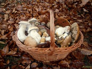 Klikni pro velký obrázek