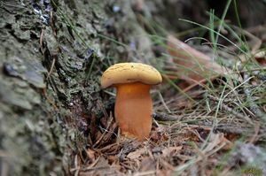 Hřib dřevožijný - Buchwaldoboletus lignicola (Kallenb.) Pilát