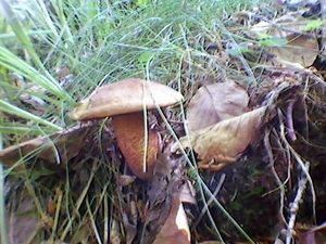 Klikni pro velký obrázek