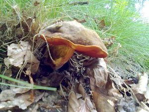 Klikni pro velký obrázek