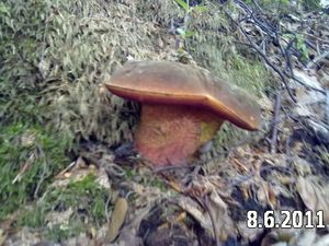 Klikni pro velký obrázek