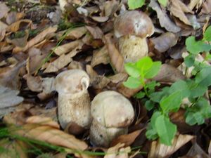 Klikni pro velký obrázek