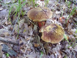 Klikni pro velký obrázek