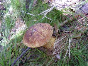 Klikni pro velký obrázek