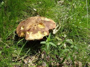 Klikni pro velký obrázek