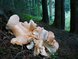 Klikni pro velký obrázek