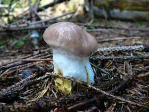 Klikni pro velký obrázek