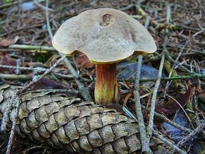 Klikni pro velký obrázek