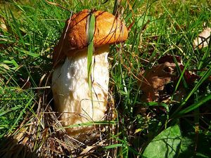 Klikni pro velký obrázek