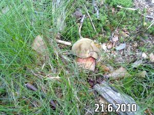 Klikni pro velký obrázek