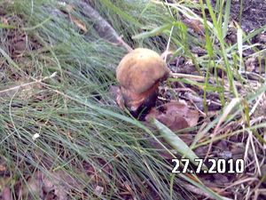 Klikni pro velký obrázek