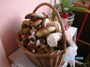 Klikni pro velký obrázek