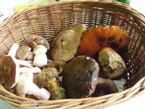 Klikni pro velký obrázek