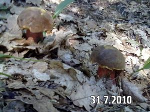 Klikni pro velký obrázek