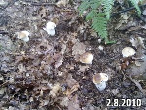 Klikni pro velký obrázek