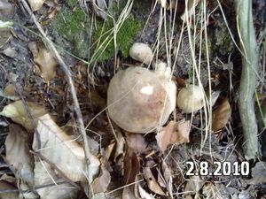 Klikni pro velký obrázek