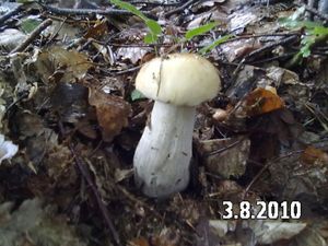 Klikni pro velký obrázek