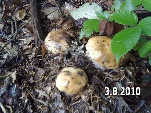 Klikni pro velký obrázek