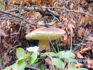 Klikni pro velký obrázek