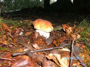 Klikni pro velký obrázek