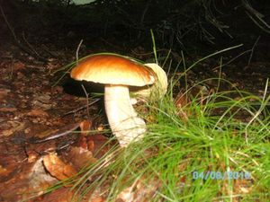 Klikni pro velký obrázek