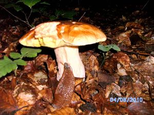 Klikni pro velký obrázek