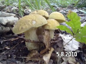 Klikni pro velký obrázek