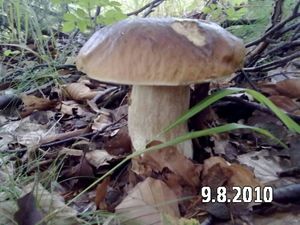 Klikni pro velký obrázek