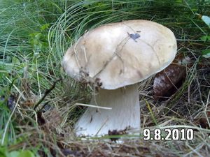 Klikni pro velký obrázek