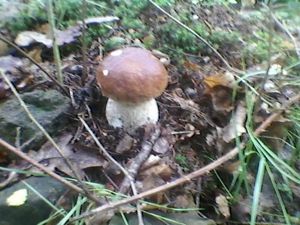 Klikni pro velký obrázek