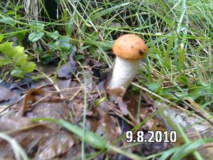 Klikni pro velký obrázek