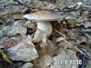 Klikni pro velký obrázek