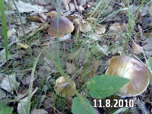 Klikni pro velký obrázek