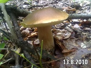 Klikni pro velký obrázek