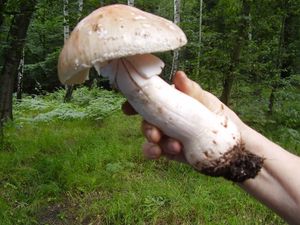 Klikni pro velký obrázek