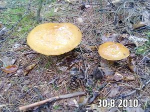 Klikni pro velký obrázek