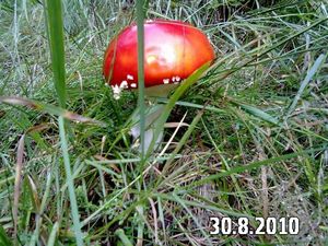 Klikni pro velký obrázek