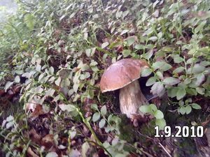 Klikni pro velký obrázek