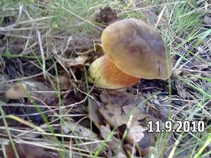 Klikni pro velký obrázek